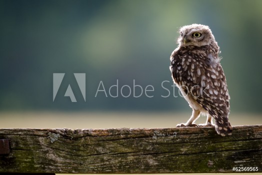 Picture of A UK wild Little Owl